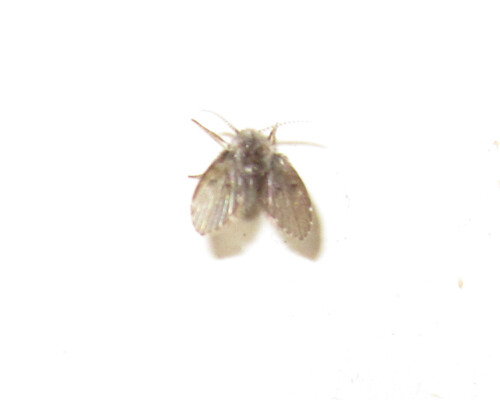 drain fly
