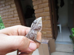 Polychrus acutirostris