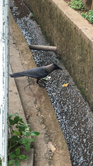 Corvus splendens