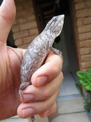 Polychrus acutirostris