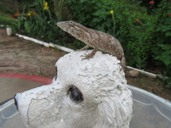 Polychrus acutirostris