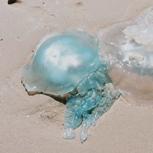 Rhizostoma luteum