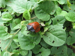 Botanochara subnervosa