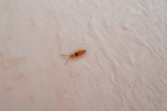 Entomobrya nigrocincta