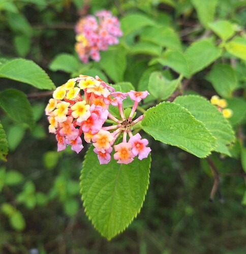common lantana