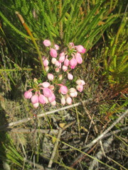 Erica holosericea