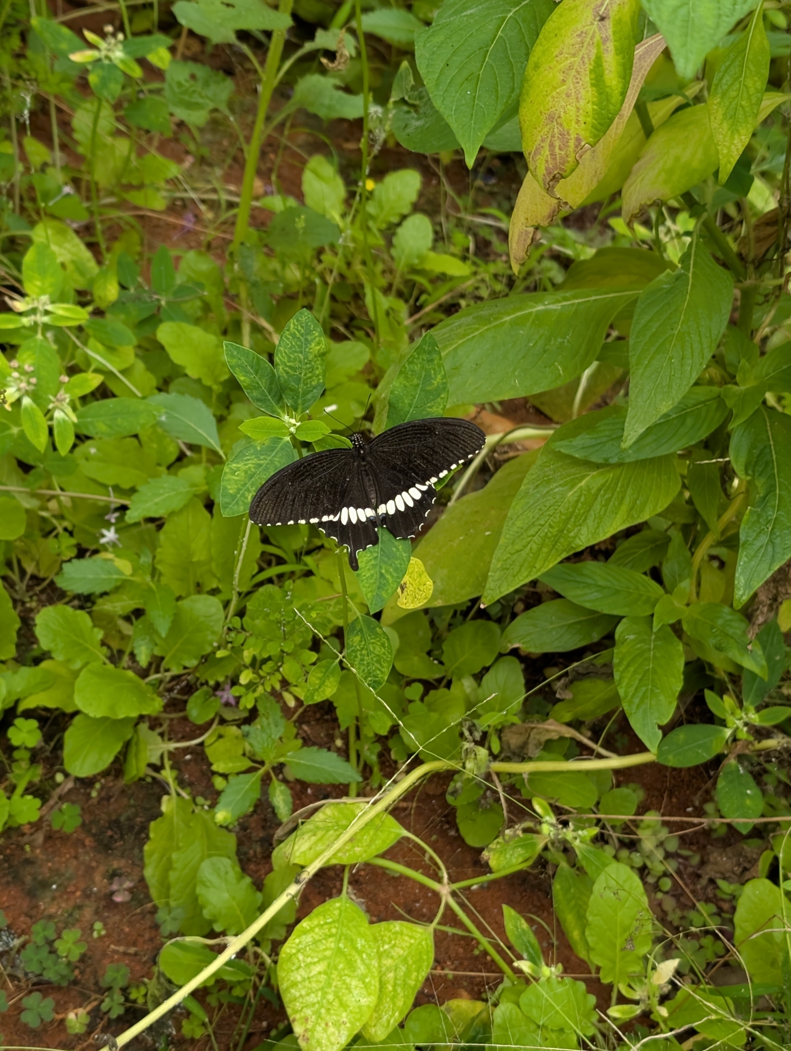 Common Mormon