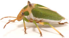 Cuspicona longispina