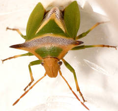 Cuspicona longispina