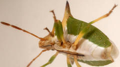 Cuspicona longispina