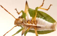 Cuspicona longispina