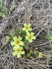 Oxalis pes-caprae sericea