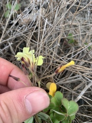 Oxalis pes-caprae sericea
