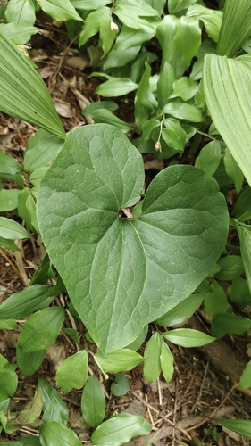Asarum sieboldii iNat (2)