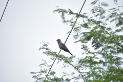 Coracias benghalensis