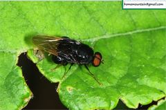 Craspedometopon basale