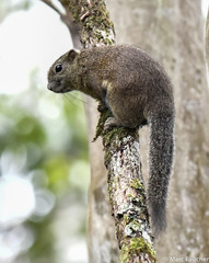 Callosciurus orestes
