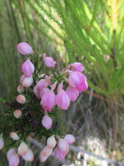 Erica holosericea