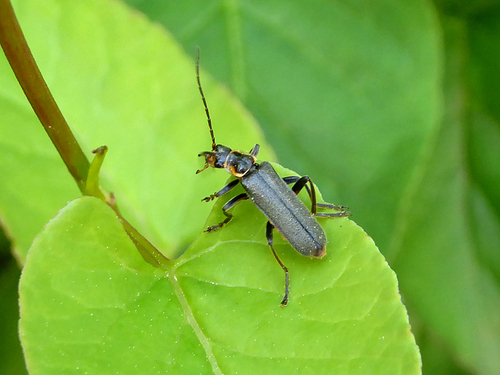 Cantharis xanthoporpa