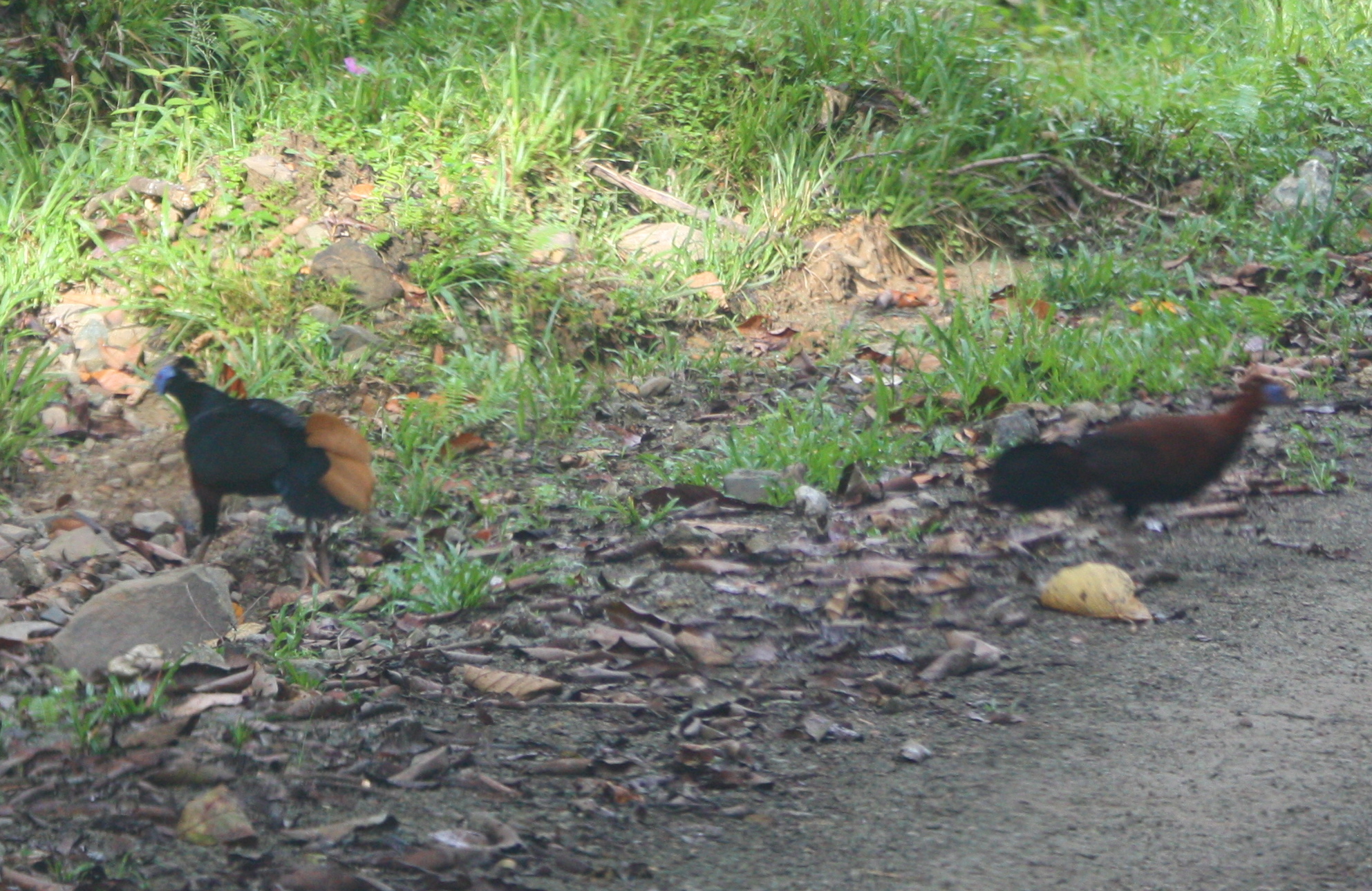 Bornean Crested Fireback