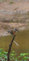 Alcedo atthis