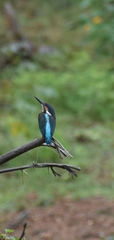 Alcedo atthis