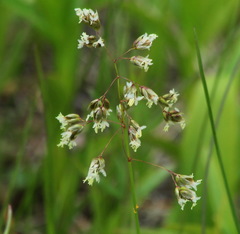 Anthoxanthum glabrum