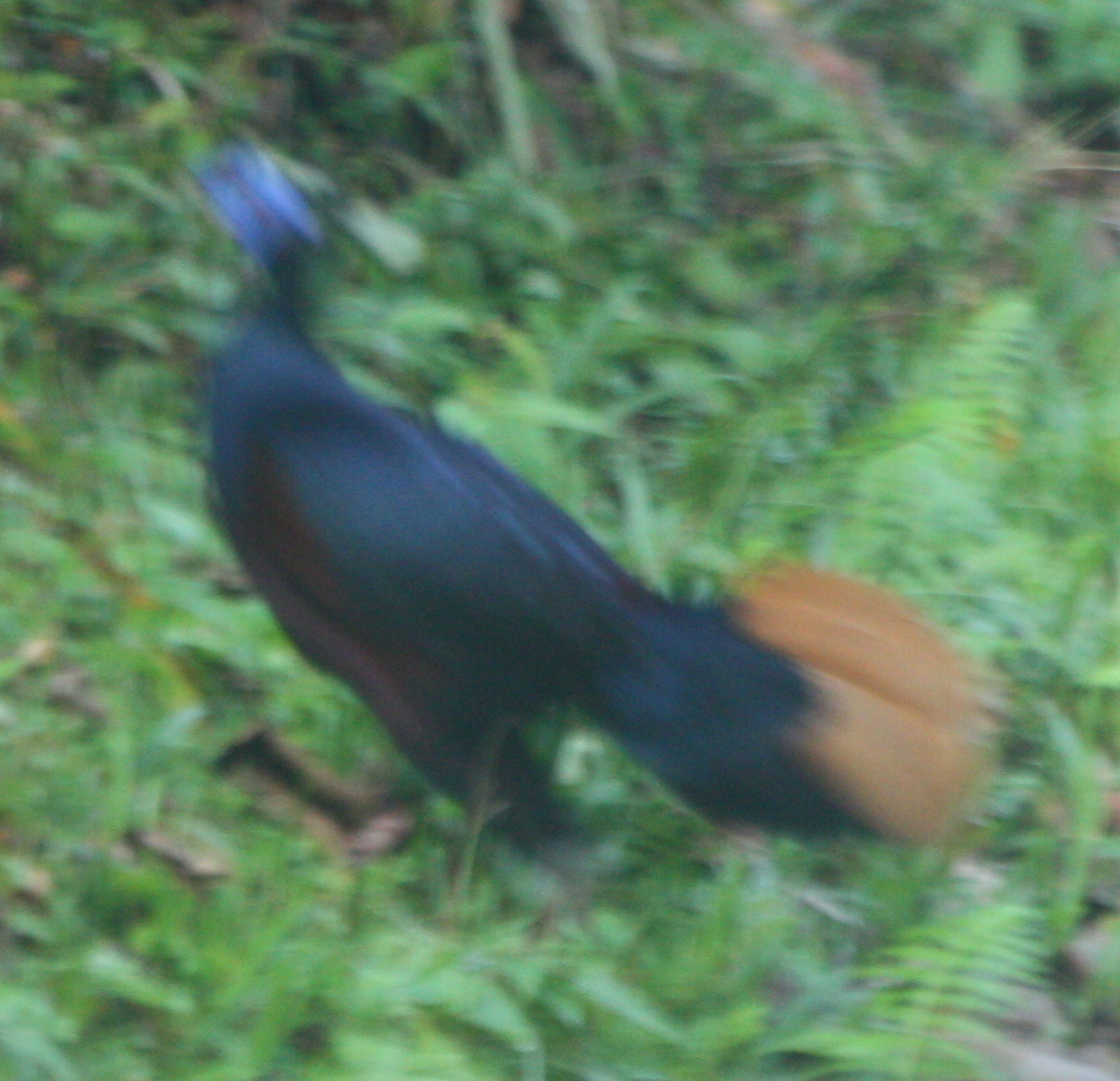 Bornean Crested Fireback