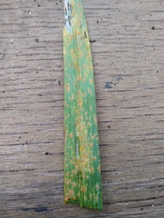 Puccinia allii