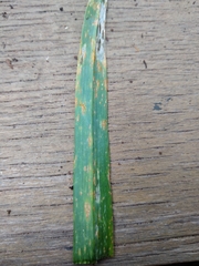 Puccinia allii