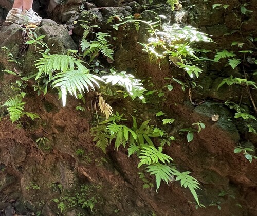 Sphaerostephanos productus observed 2025-05-18
