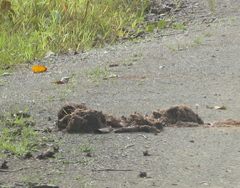 Elephas maximus borneensis