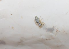 Heliophanus equester