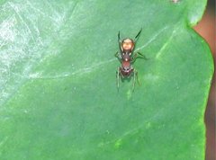 Myrmarachne formosana