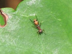 Myrmarachne formosana