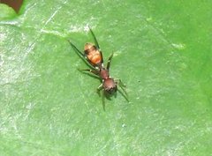 Myrmarachne formosana