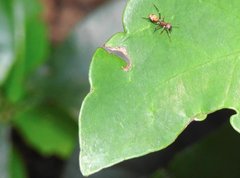Myrmarachne formosana