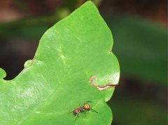 Myrmarachne formosana