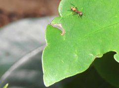 Myrmarachne formosana