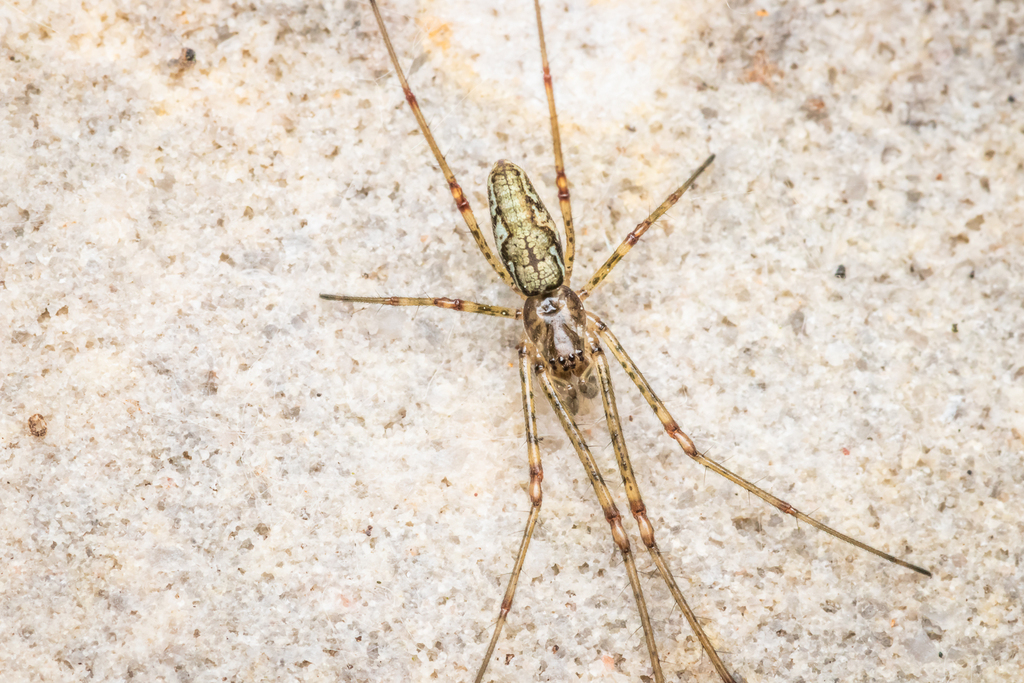 Blunt Stretch Spider