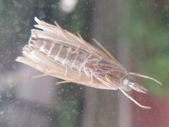 Calamotropha paludella