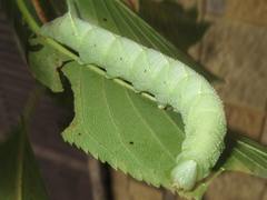 Marumba gaschkewitschii