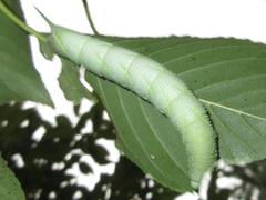 Marumba gaschkewitschii