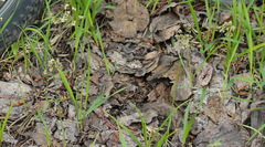 Anthoxanthum glabrum