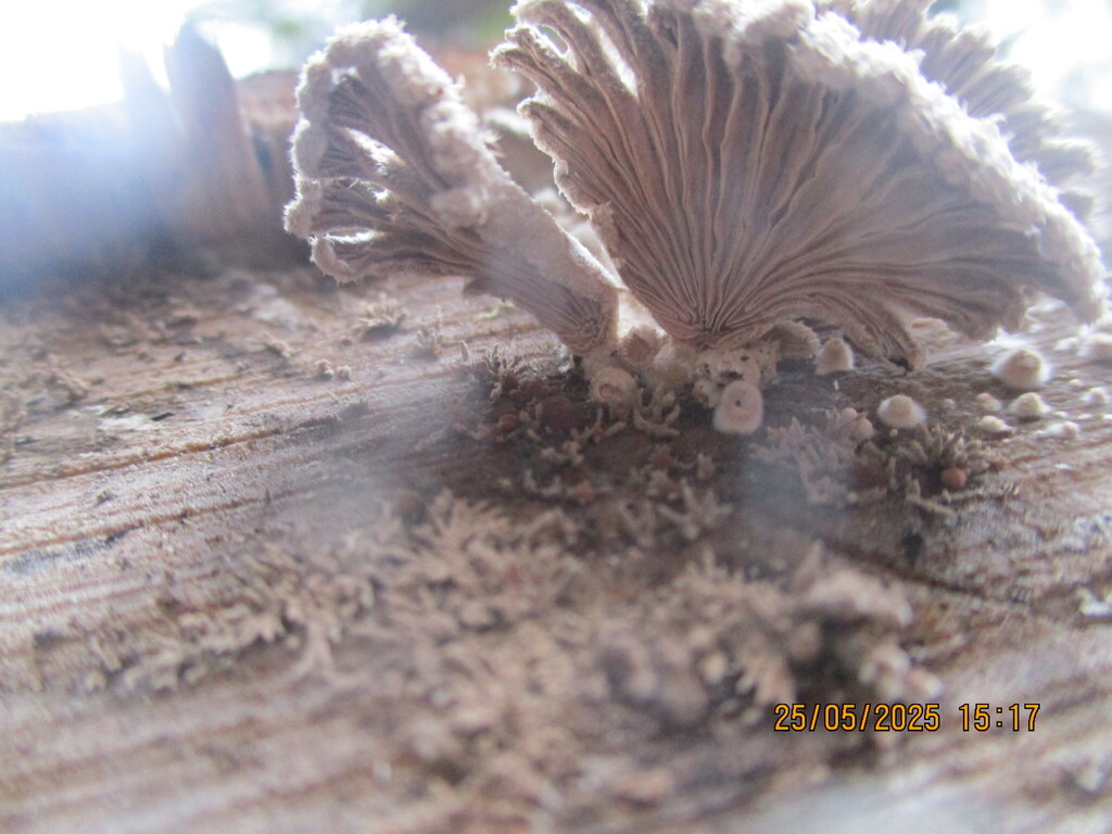 Schizophyllum commune · May 2025 · photo: © edmonds5 (iNaturalist, cc-by)