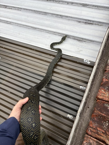 Diamond Python sighting