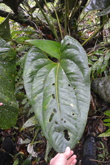 Anthurium lentii