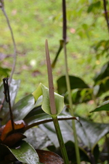Anthurium lentii