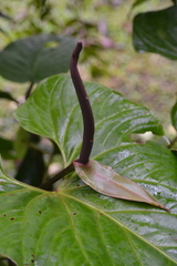 Anthurium lentii