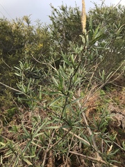 Solanum aviculare